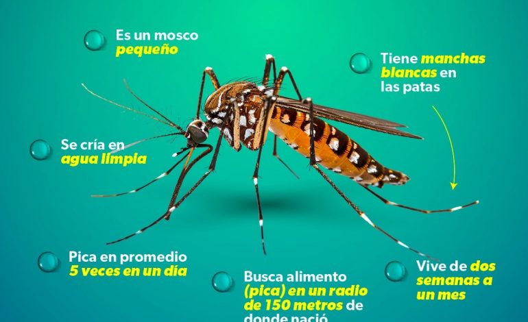 Conoce cómo actúa y luce el mosco transmisor del dengue.