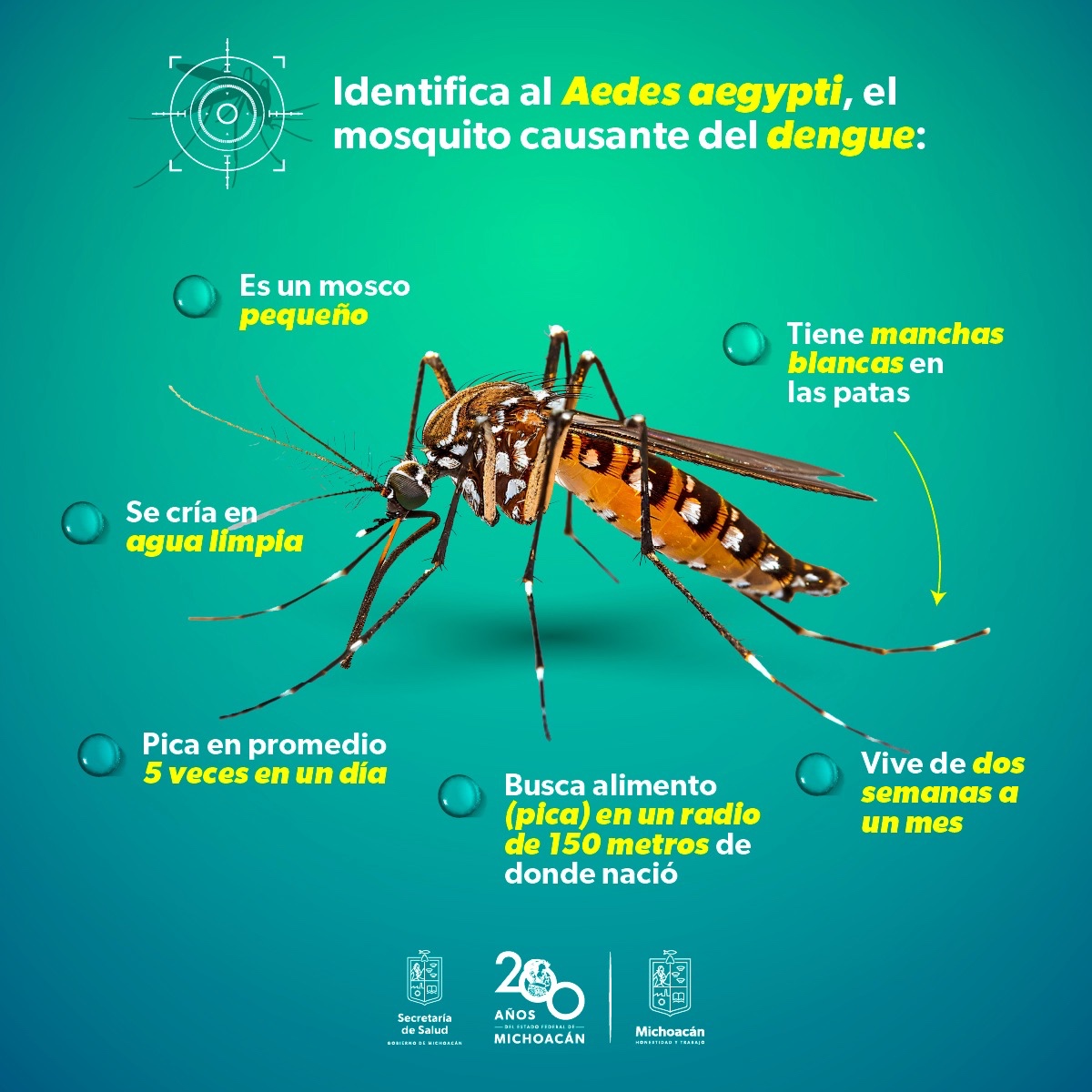 Conoce cómo actúa y luce el mosco transmisor del dengue.