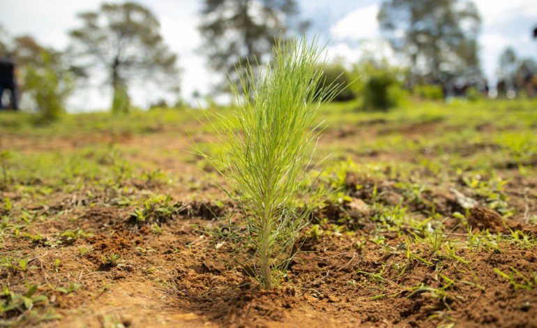 Mañana plantarán 2 mil árboles en la cuenca del lago de Pátzcuaro.