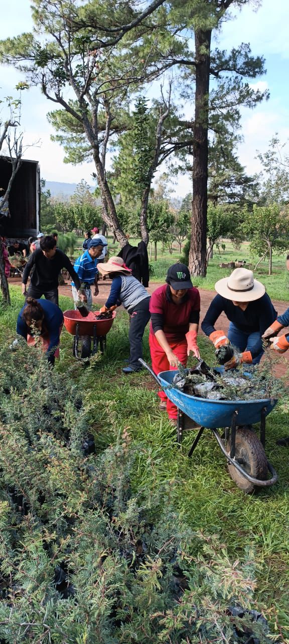 Michoacán recibe cerca de 23 mil plantas para reforestar bosques y cuencas.
