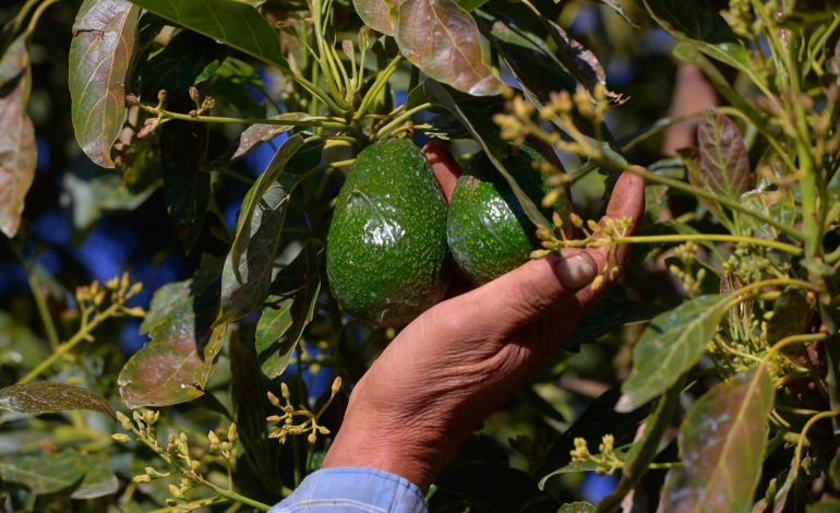 Michoacán produce el 75 % del aguacate mexicano: Sader.