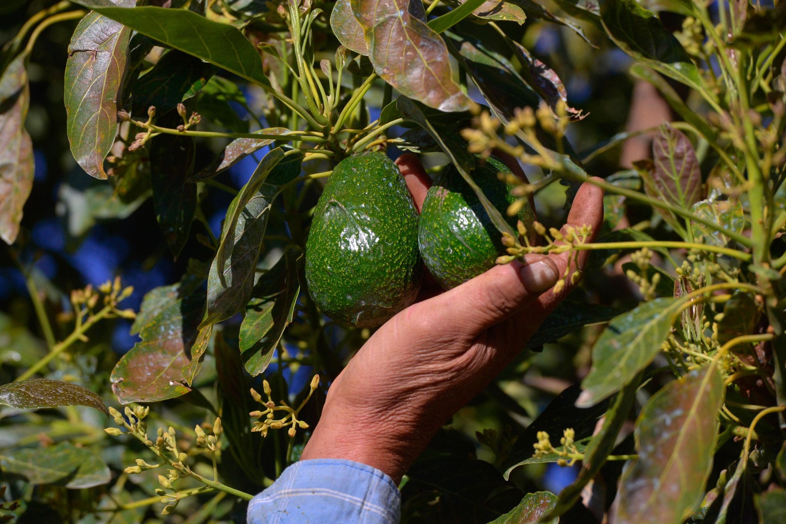Michoacán produce el 75 % del aguacate mexicano: Sader.