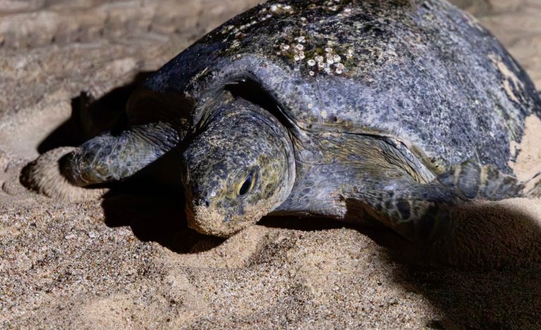 ¿Visitarás los campamentos tortugueros? Sigue estas recomendaciones de Compesca.