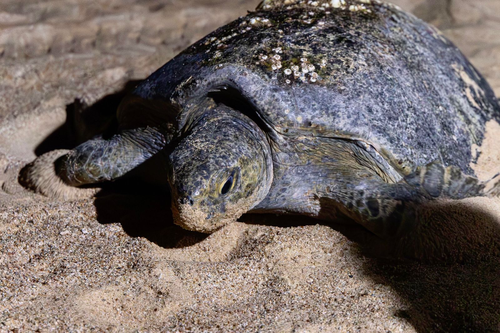 ¿Visitarás los campamentos tortugueros? Sigue estas recomendaciones de Compesca.