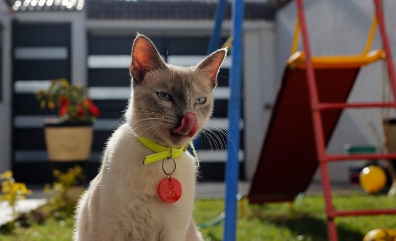 Mantiene SSM activas jornadas de esterilización canina y felina