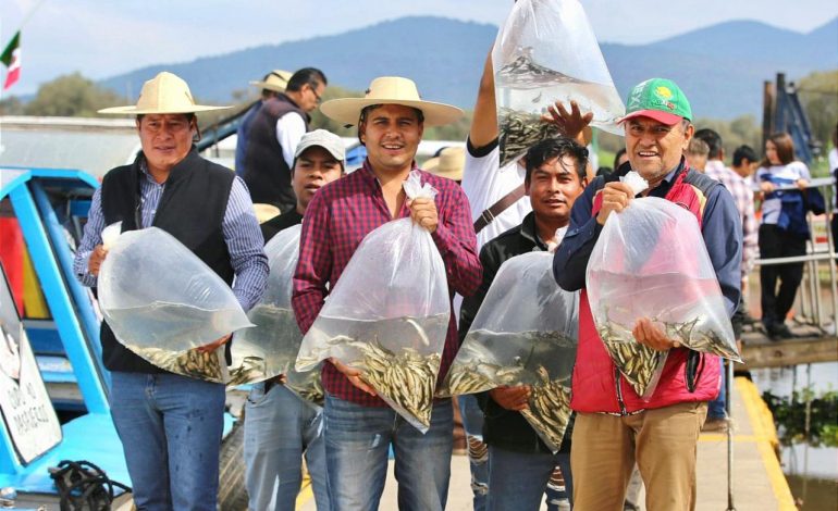 Liberan 15 mil peces acúmara en el lago de Pátzcuaro; especie en peligro de extinción