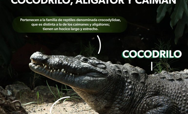 ¿Cocodrilo, caimán o aligátor? Estas son sus diferencias