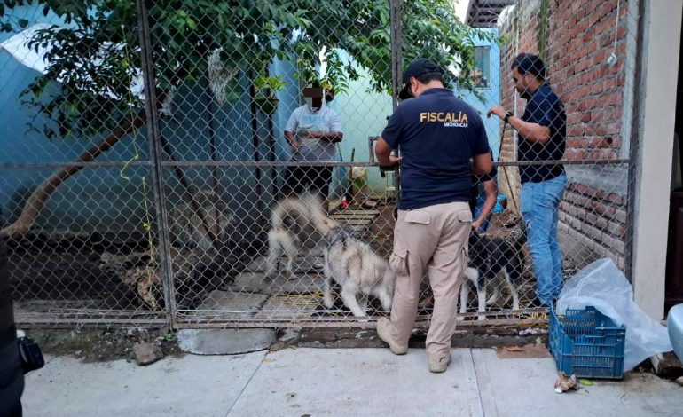 En cateo, rescata FGE a cinco ejemplares caninos víctima de maltrato animal