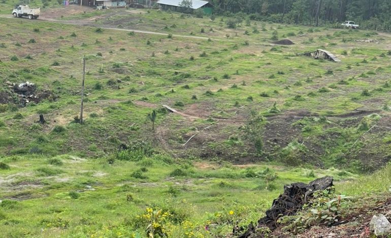 Realiza FGE cateo y asegura predio relacionado en delitos contra el ambiente; se detectó plantación de aguacate
