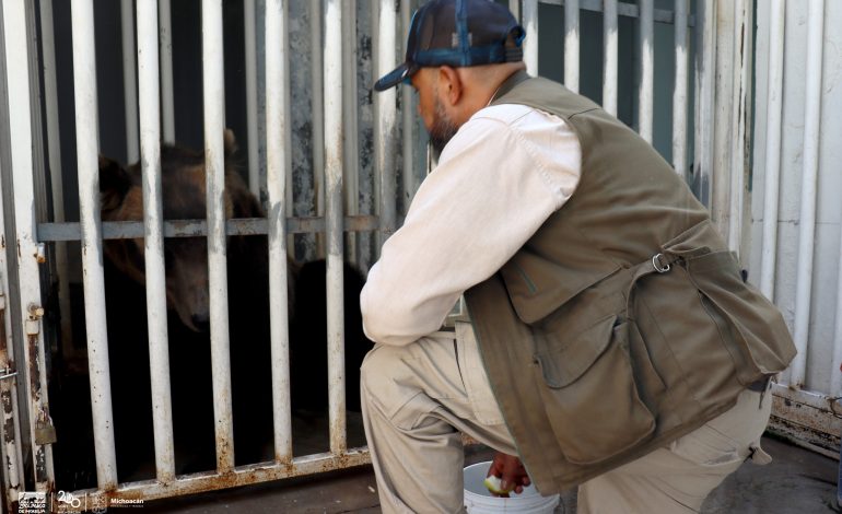 Entrena Zoológico de Morelia a osa pardo para cuidar su salud