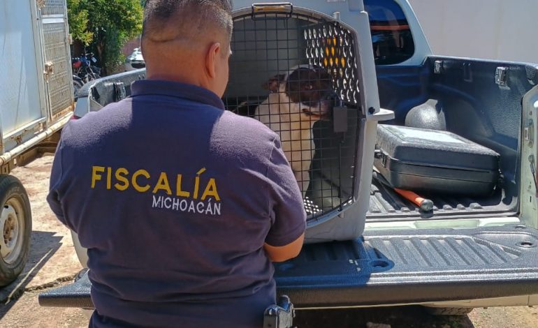 En cateo realizado en Morelia, rescata FGE a Pitbull víctima de maltrato animal