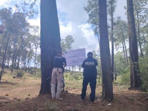 Cumplimenta FGE orden de cateo y asegura predio relacionado en delitos contra el ambiente; se detectó plantación de aguacate