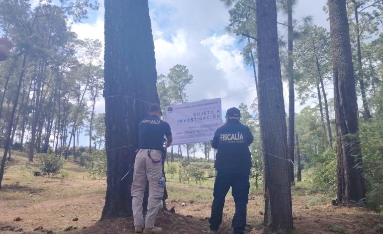 Cumplimenta FGE orden de cateo y asegura predio relacionado en delitos contra el ambiente; se detectó plantación de aguacate