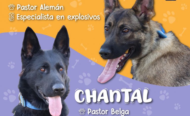 Chantal y Billie, las nuevas agentes caninas de la Guardia Civil.