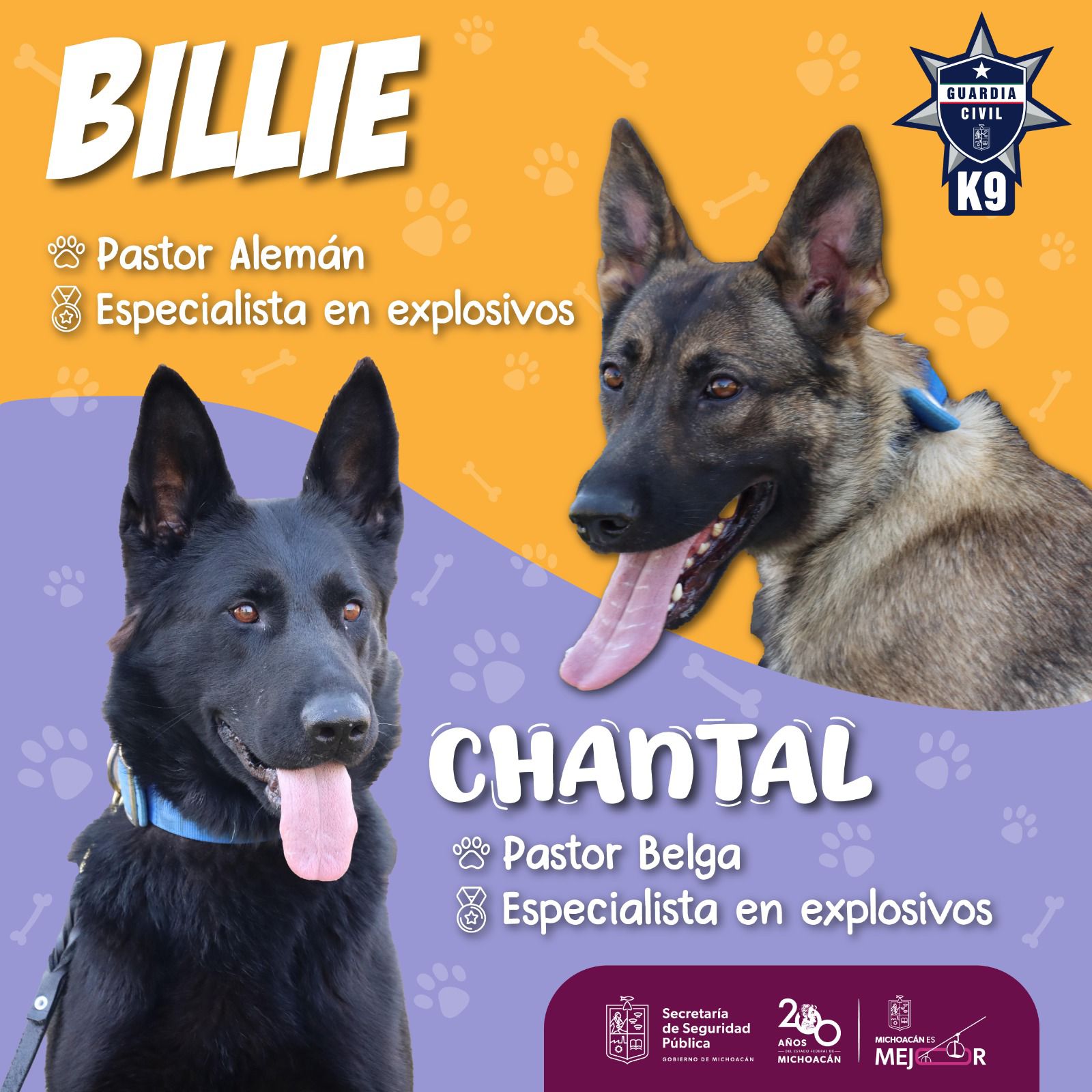 Chantal y Billie, las nuevas agentes caninas de la Guardia Civil.