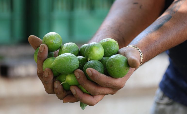 El kilo de limón, en 4 pesos en Tianguis Limonero de Apatzingán.