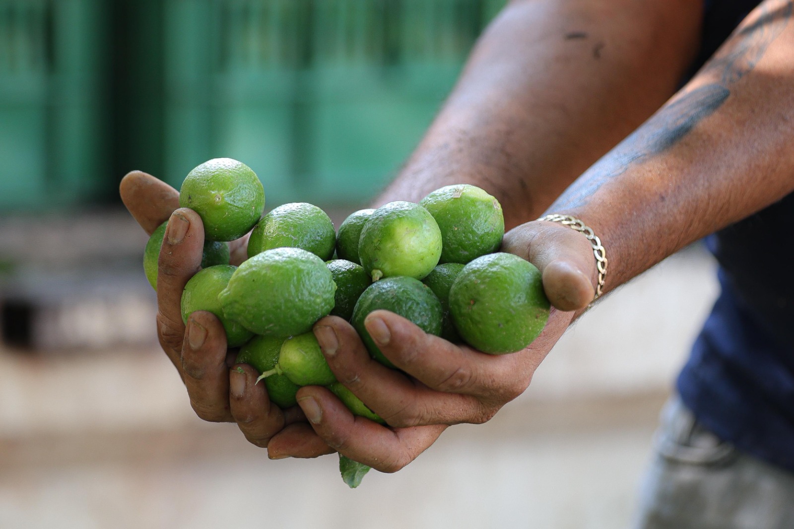 El kilo de limón, en 4 pesos en Tianguis Limonero de Apatzingán.