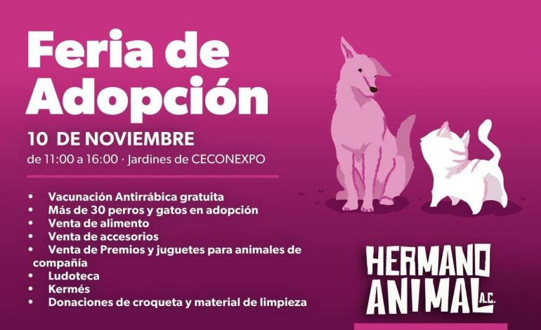 Hermano Animal invita a Jornada de Esterilización y Feria de Adopción canina y gatuna el fin de semana