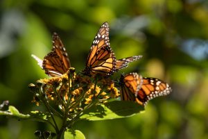 Santuarios de la Monarca en Michoacán abren el 15 de noviembre.