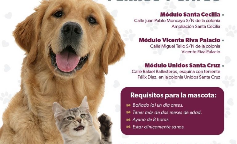 Morelia y Zamora con más esterilizaciones de mascotas: SSM