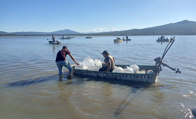 En 2024 Michoacán fortaleció acuicultura con producción de 6 millones de crías de tilapia