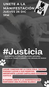 En Jacona y Nahuatzen, crueldad animal tiñe de sangre festejos por la Navidad; activistas demandan justicia