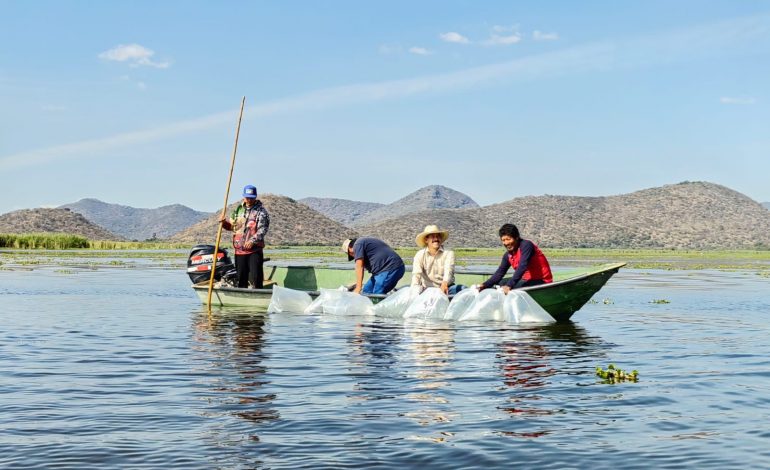 Compesca siembra 100 mil crías de tilapia en el lago de Cuitzeo