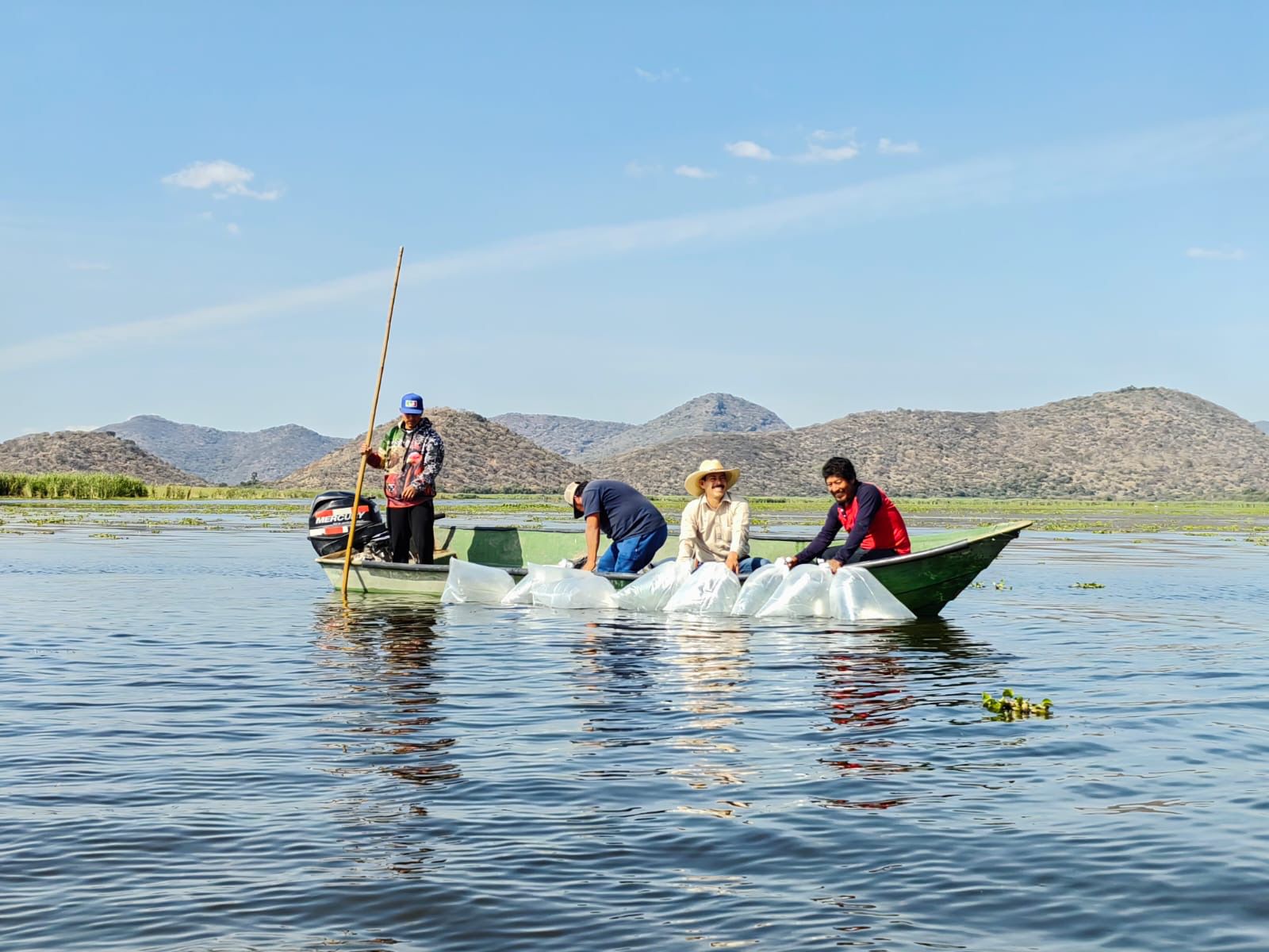 Compesca siembra 100 mil crías de tilapia en el lago de Cuitzeo