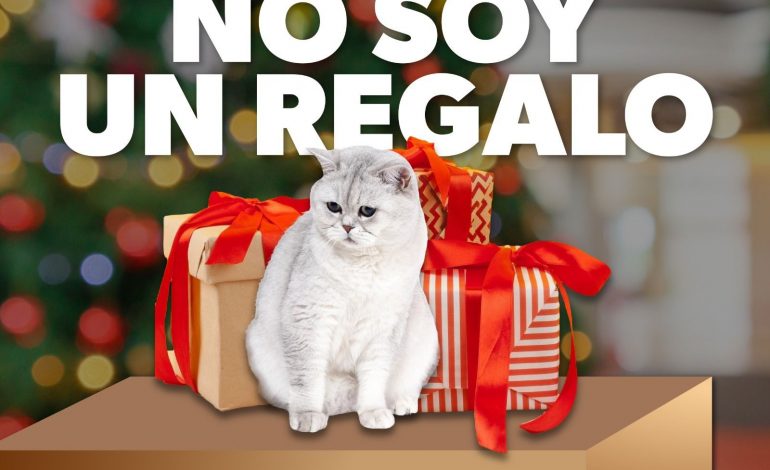 Por esta razón no debes regalar mascotas en Navidad