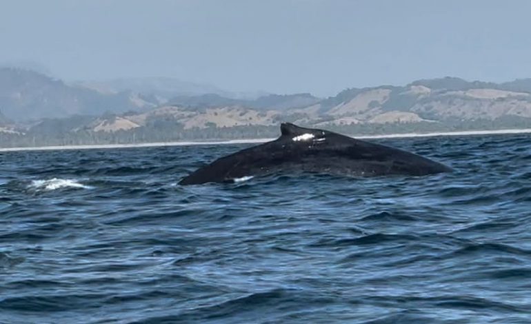 ¡Espectacular! Llegan ballenas a costas de Michoacán.
