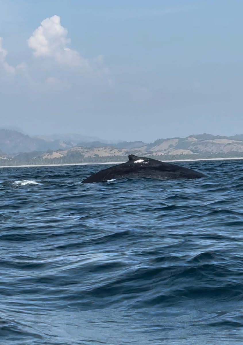 ¡Espectacular! Llegan ballenas a costas de Michoacán.
