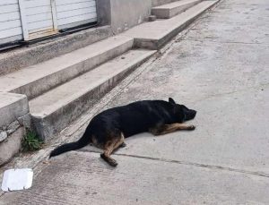 En Paníndicuaro se reporta otro caso de envenamiento masivo de perros; animalistas exigen investigación