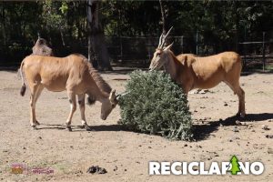 Recicla tu árbol de Navidad en el Zoológico y recibe una entrada gratis