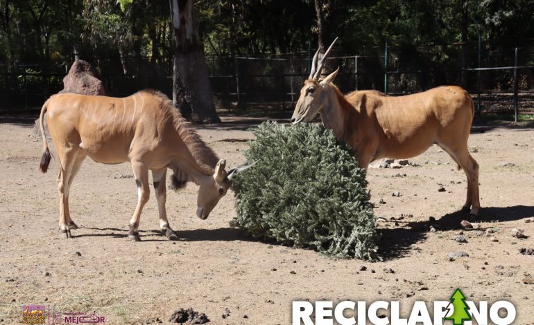 Recicla tu árbol de Navidad en el Zoológico y recibe una entrada gratis