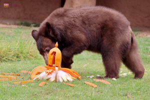 Osito negro del Zoológico de Morelia cumple un año y festeja a lo grande