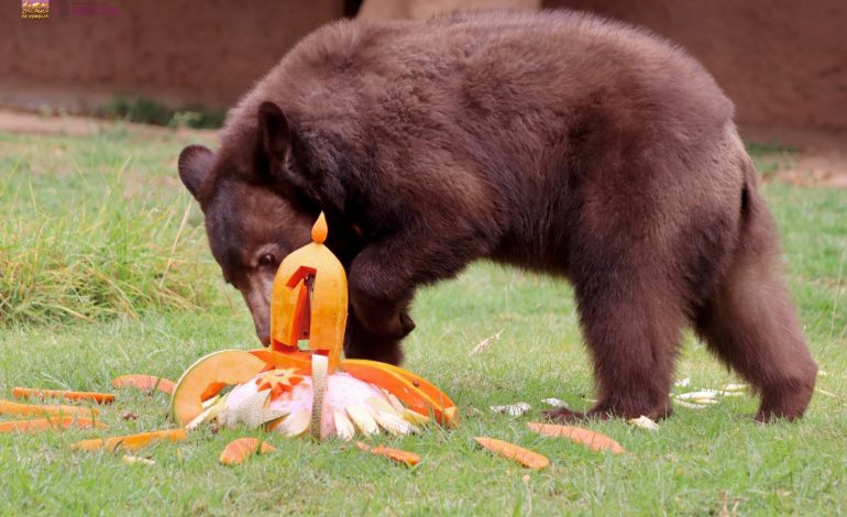 Osito negro del Zoológico de Morelia cumple un año y festeja a lo grande