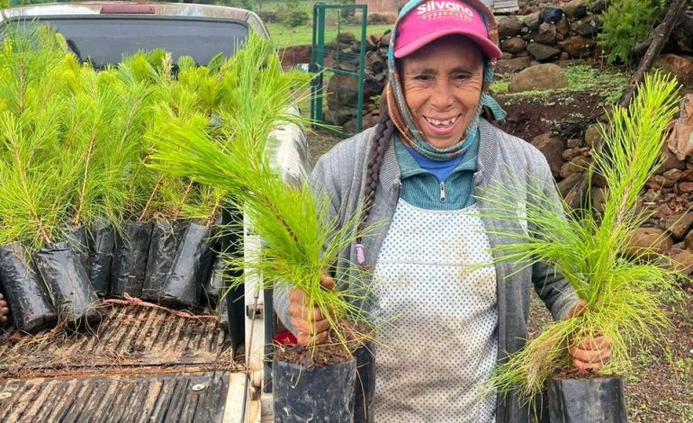 Unen esfuerzos para restaurar 50 hectáreas del área protegida cerro del Águila.