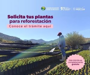 ¿Quieres reforestar? Solicita los árboles sin costo a la Cofom para esta temporada