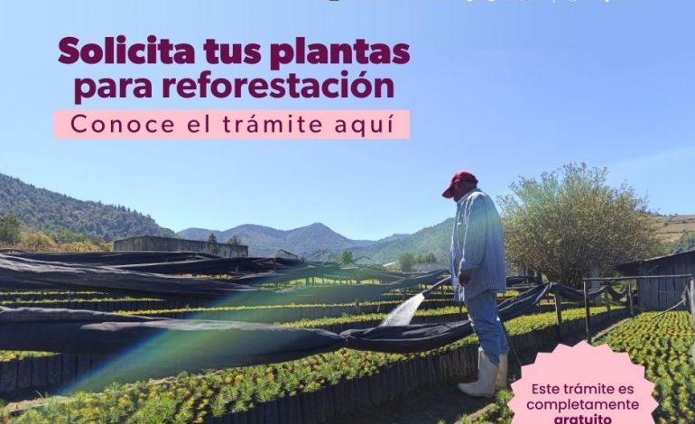 ¿Quieres reforestar? Solicita los árboles sin costo a la Cofom para esta temporada