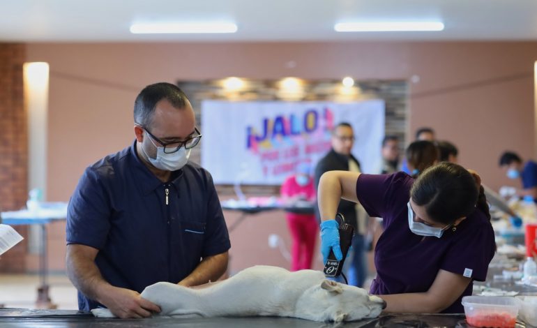 Se realizaron 500 esterilizaciones gracias a Jalo por los Michis y Lomitos: SSM