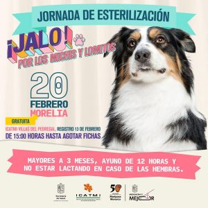 Martes arrancan esterilizaciones gratuitas en Pátzcuaro, Tarímbaro y Morelia.<br>