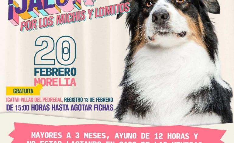 Martes arrancan esterilizaciones gratuitas en Pátzcuaro, Tarímbaro y Morelia.