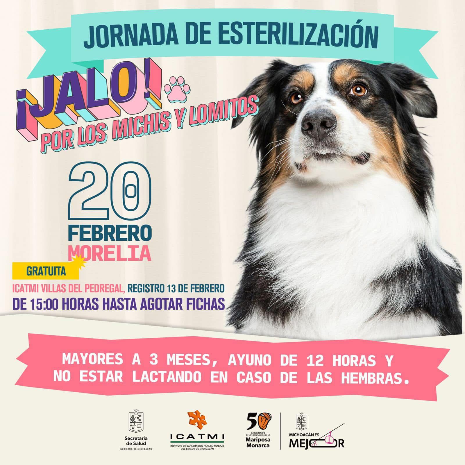 Martes arrancan esterilizaciones gratuitas en Pátzcuaro, Tarímbaro y Morelia.