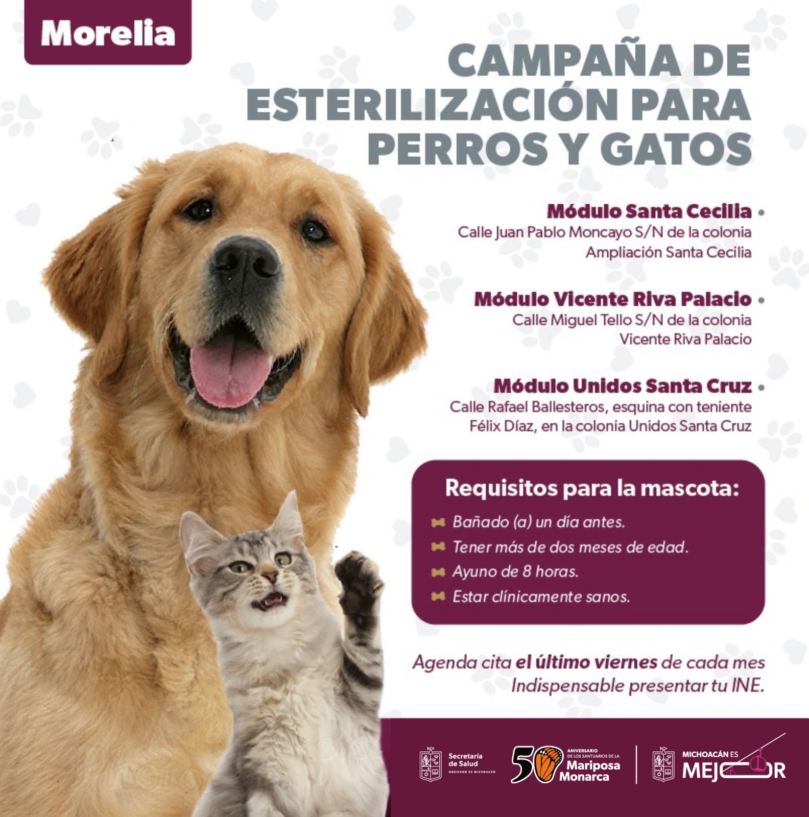 Conoce la importancia de esterilizar y vacunar a tus mascotas.
