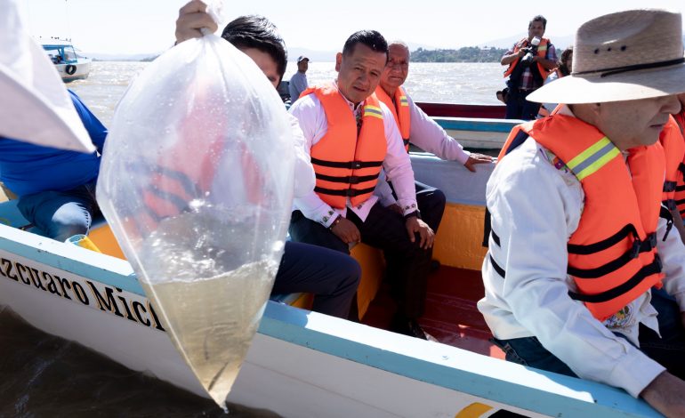 Siembra Gobierno de Michoacán 20 mil peces en el lago de Pátzcuaro.