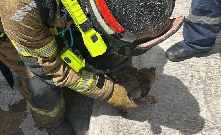 Tres Perros Rescatados en Incendio que Destruyó Domicilio en Morelia.