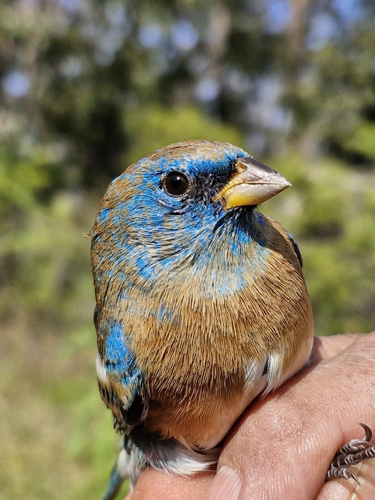 Esto es lo que debes hacer ante desplazamiento de fauna silvestre por incendios.