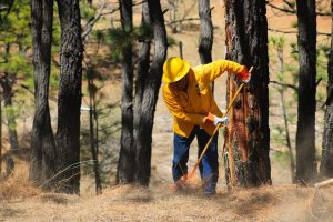 Brigadas forestales atienden 7 incendios y liquidan 2 más en Michoacán