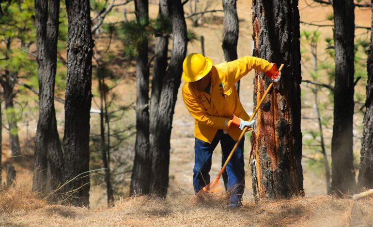 Brigadas forestales atienden 7 incendios y liquidan 2 más en Michoacán