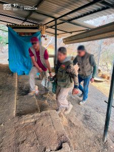 Apoya Zoológico de Morelia con traslado y resguardo de venados decomisados